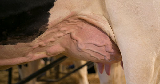 Udder Health & Hygiene